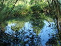 SG Naturgarten Teichidyll Morgen.JPG