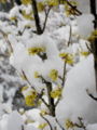 Dirndlzweig mit Blüte - Schnee.jpg