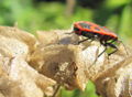 Sg-Käfer auf Samen.jpg