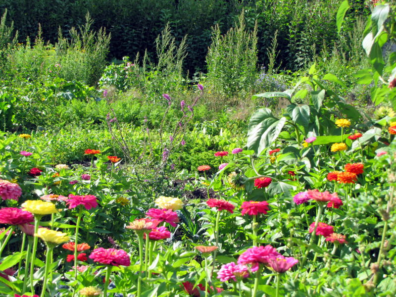 Datei:SG Nutzgarten Blumen.jpg