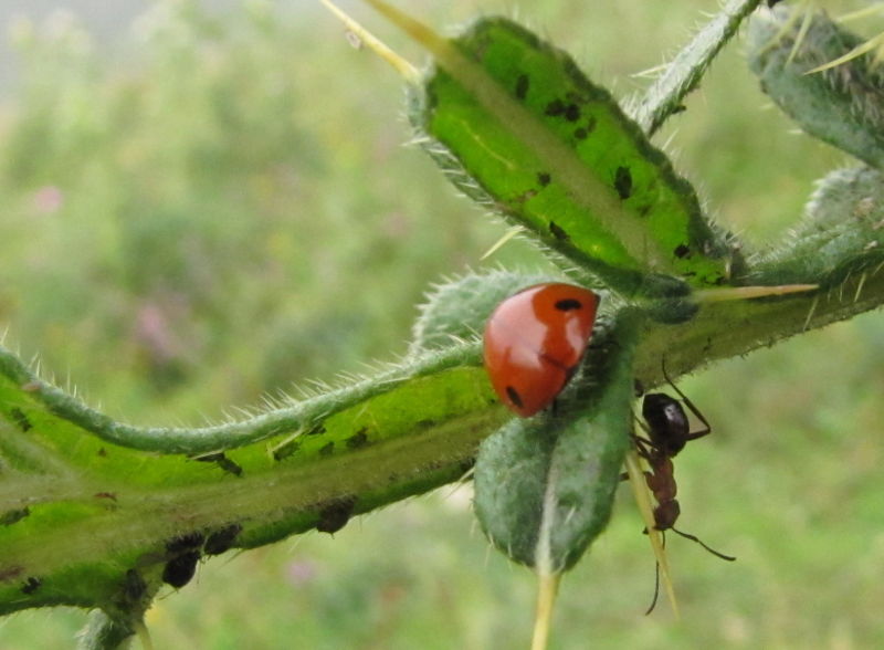 Datei:EST Distel Mkäfer Ameise.jpg