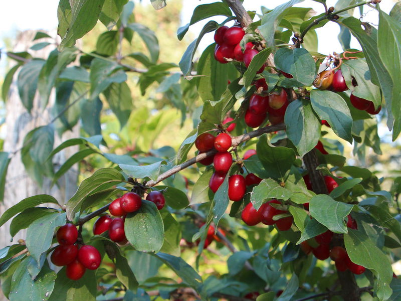 Datei:SG Dirndln reif Strauch.jpg