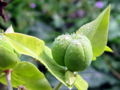 Vorschaubild der Version vom 10. Juni 2011, 09:52 Uhr