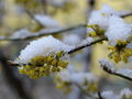 Dirndlblüten im Schnee.jpg