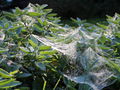 SG Spinnweben auf Salbei Tau.jpg