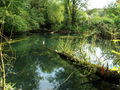 SH PG Biberbaum im Teich.JPG