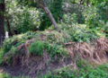Komposthaufen2011.jpg