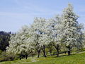 Birnbäumezeiler Blüte ff 02.jpg