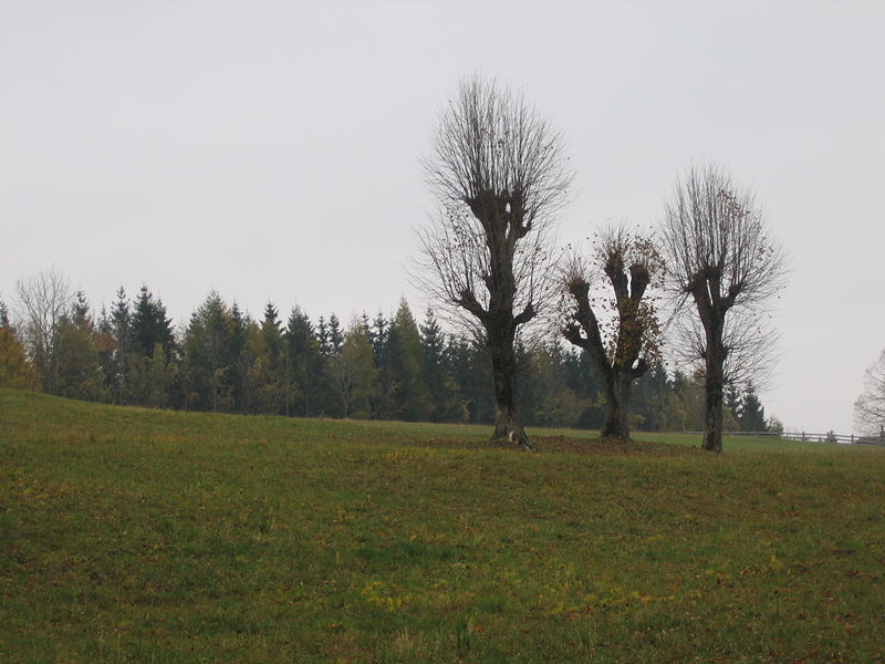 Datei:3 Schnaortbäume Herbst Gasibühel1.JPG
