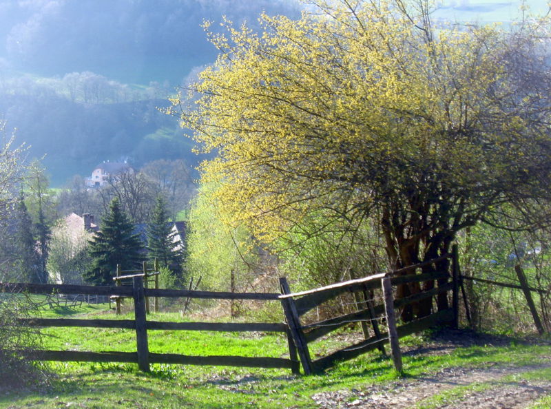 Datei:Frondirndlblüte Scheikl.jpg