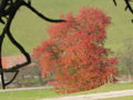 Herbstlicher Kirchbaum.jpg