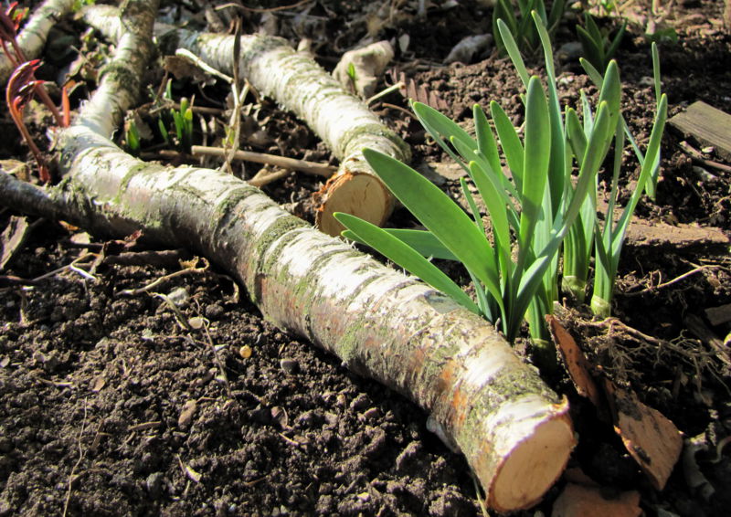 Datei:SG Erstes Grün1.jpg