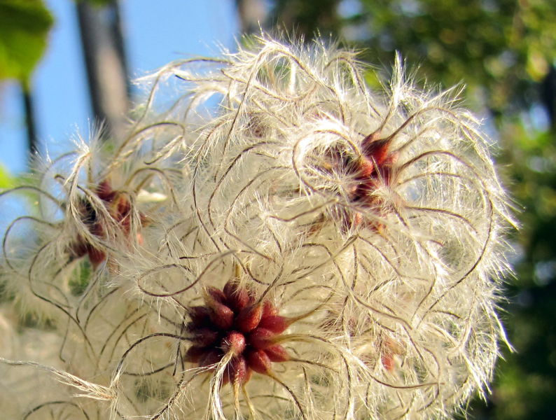 Datei:Waldrebe reif.jpg