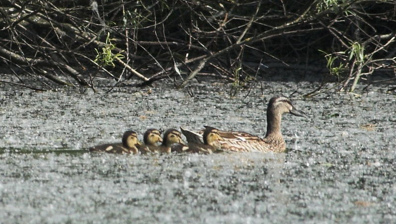 Datei:Enten klein Teich nn.jpg
