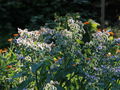 SG Borretschblüten Gegenlicht.JPG