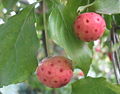 Cornus Kousa am Strauch.jpg