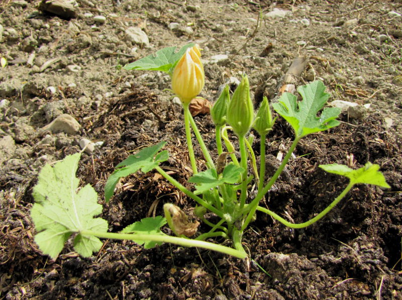 Datei:SG-Kürbis Pflanze.jpg