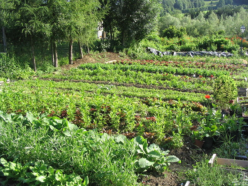 Datei:SH Gemüse-und Kräutergarten.JPG