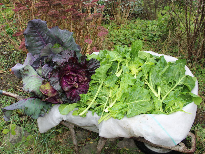 Datei:SG Mangoldernte Scheibtruhe Nov15.JPG