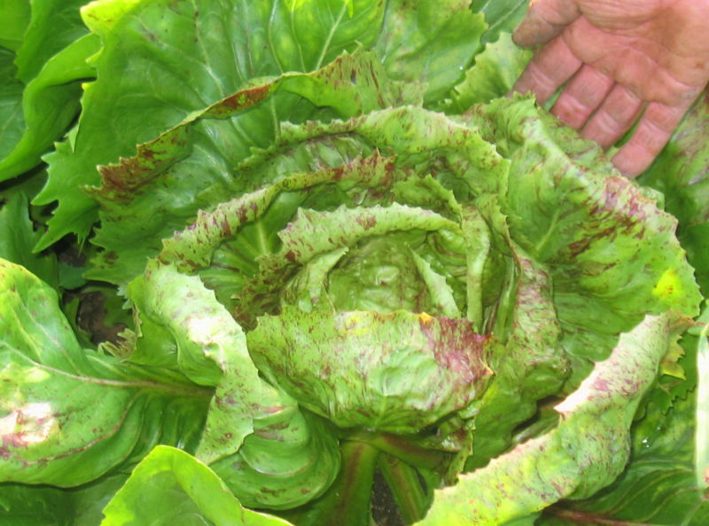 Datei:SG-Zichorie-Salat.jpg