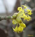 Cornus mas 080309 a.jpg
