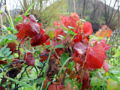SG Herbstblätter rot.jpg