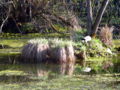 SG Insel im Steinschaler Teich.jpg