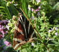 Schmetterling Russischer-Bär.jpg