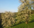 Birnbaumblüte zwei Bäume.jpg