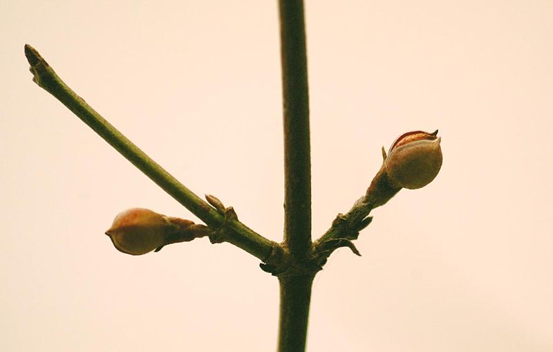 Datei:Cornus Mas Blütenknospe.jpg