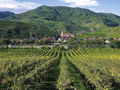 Blick auf Spitz -Wachau.jpg