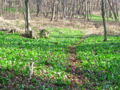 Bärlauchwanderweg.jpg