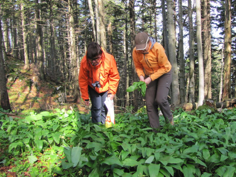 Datei:Bärlauch Eisenstein.jpg
