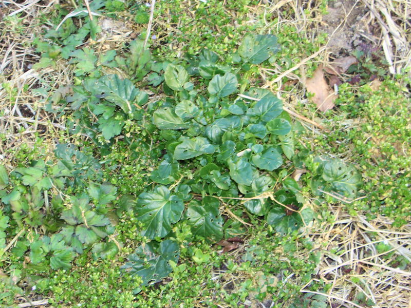 Datei:Schatzsuche im Frühjahr Barbarea.jpg