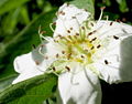 Asperl Blüte01.jpg