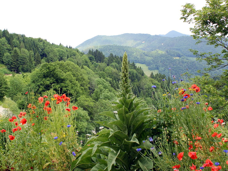 Datei:SD Blick auf Exkursionslandschaft Juni.jpg