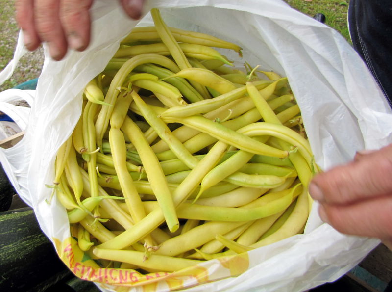 Datei:SG-Ernte Fisolen.jpg