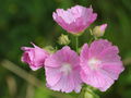 SG Malvenblüten.JPG