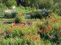 SG PG Naturgartenvielfalt Mohnblüte.jpg
