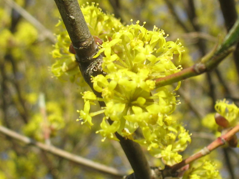 Datei:Dirndlblüte bei Ast.jpg