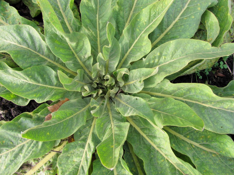 Datei:SG Herbstrosette Königskerze.jpg