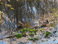 ST Herbst Seerosen Enten.jpg