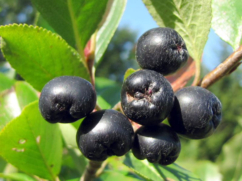 Datei:SG Reife Apfelbeeren.jpg