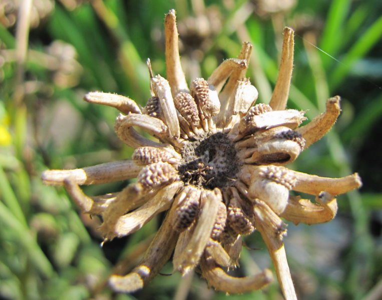 Datei:SG-Ringelblumen-Samenstand.jpg