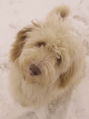 Weißer Hund Schnee.jpg