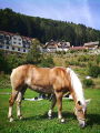 SD Haflinger 2013-2.jpg