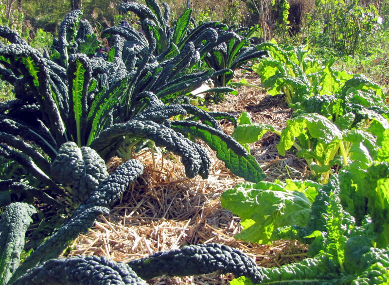 Datei:SG Palmkohl Mangold.jpg