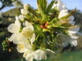 Birnenblüte 2.jpg