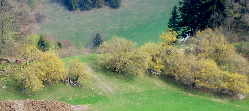 Datei:Dirndlblüte Thalhammer.jpg