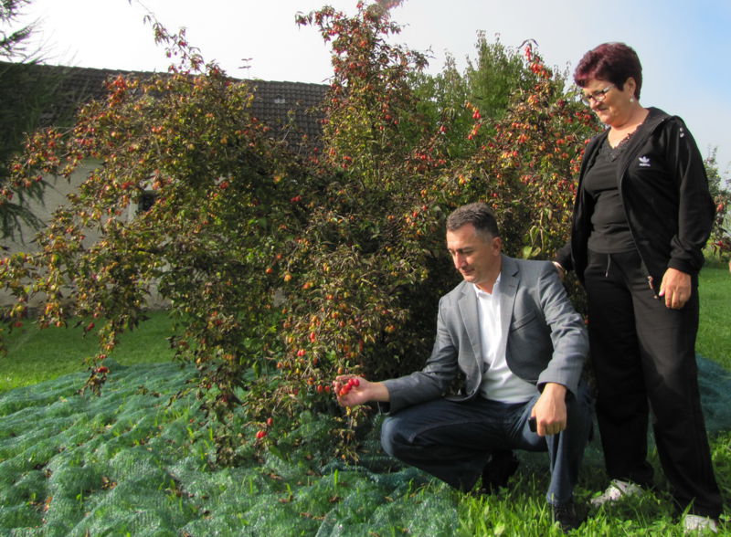 Datei:Dirndl Großwarth Dvar.jpg